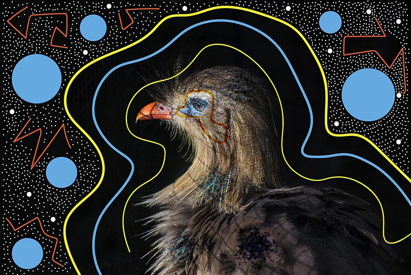 Techo birds8.jpg