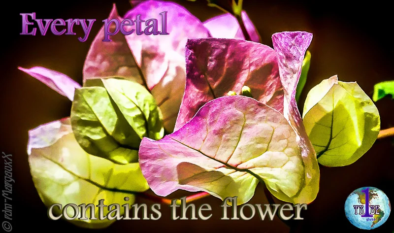 everypetalcontainstheflower.jpg