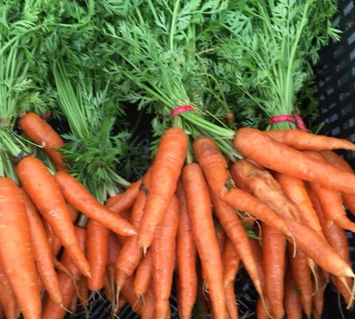 Carrots+%282%29.jpg