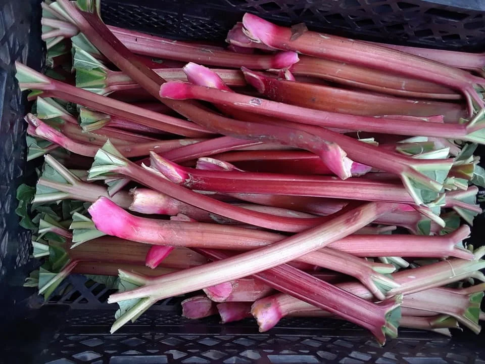 Rhubarb