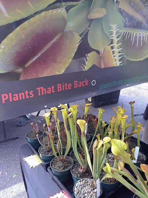 bwh plant Plant Surprise