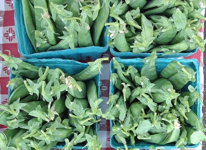 Snap+Peas+%283%29.jpg