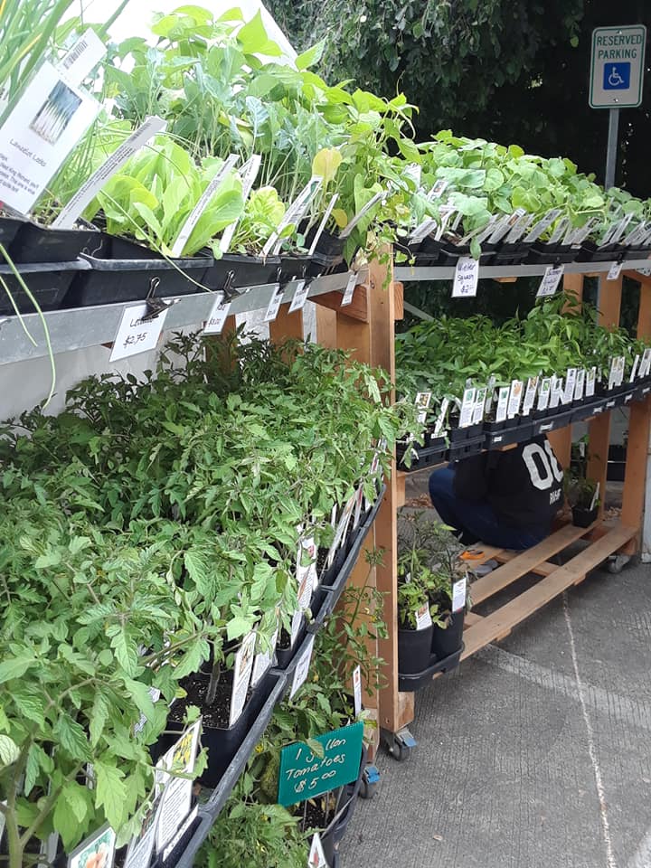 Mountainside Herbal Nursery Hillsboro Farmers Markets Mountainside Herbal Nursery Hillsboro Farmers Markets