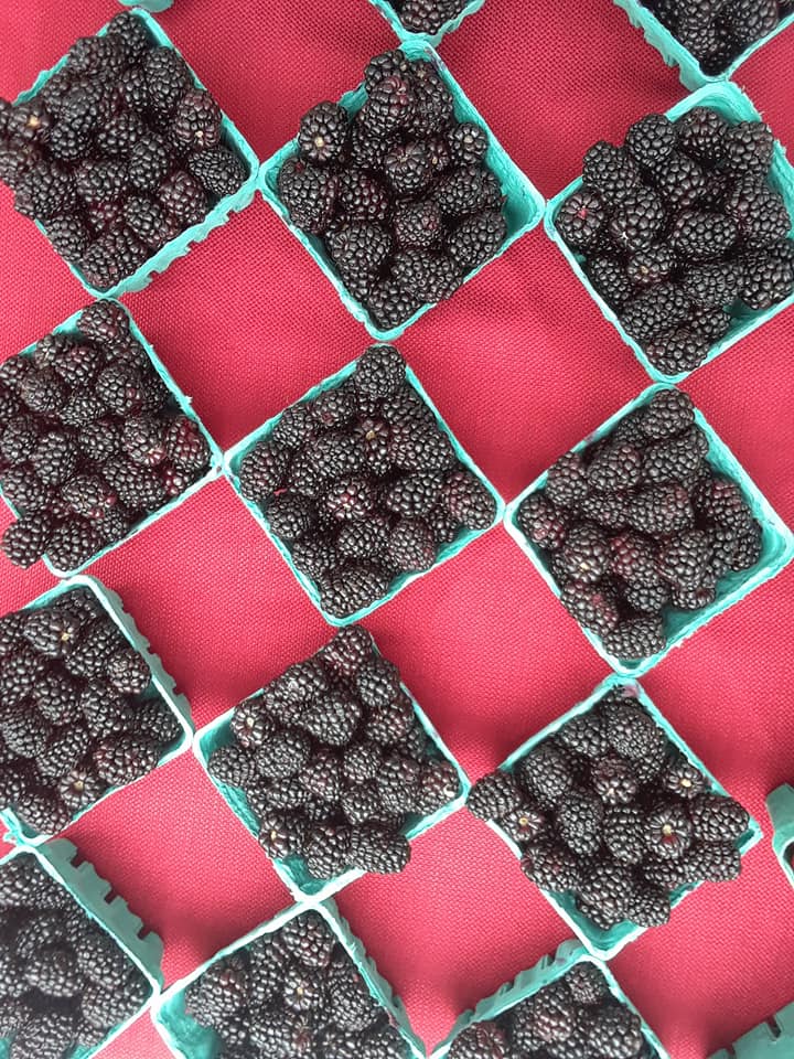 Blackberries.jpg