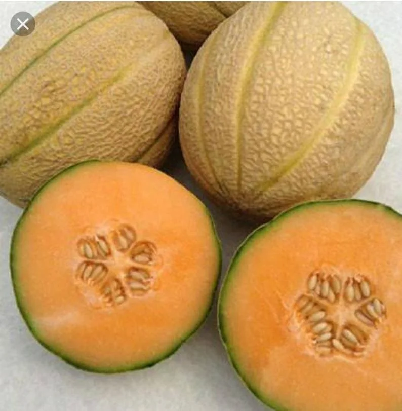 Stolen Cantaloupe.jpg