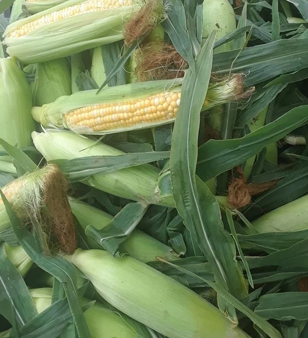 Corn+%2816%29.jpg