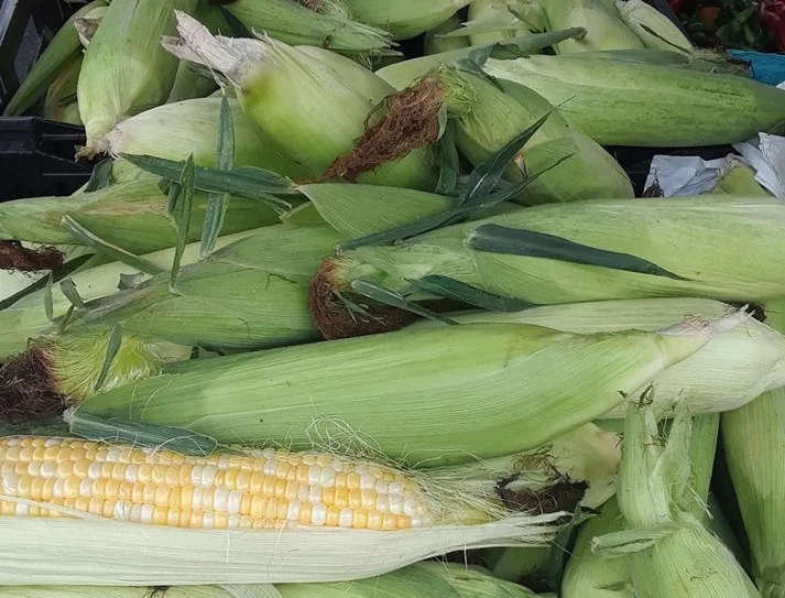 Corn+%2817%29.jpg