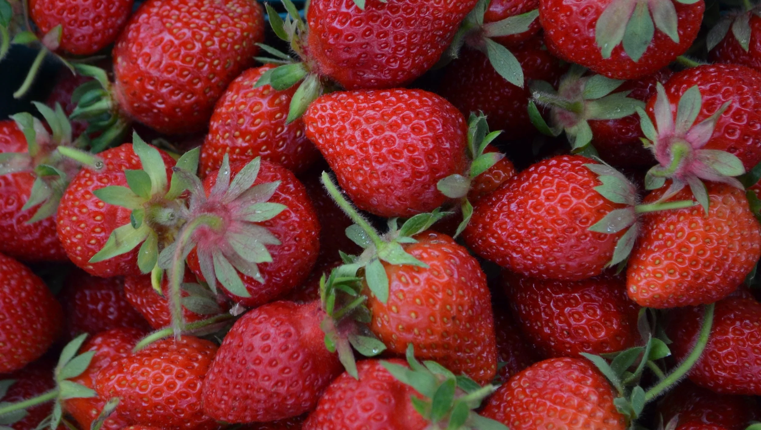 Pablo%2BMunoz_Strawberries%2B%25281%2529.jpg