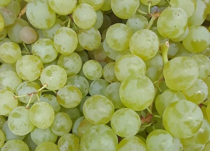 Grapes+%283%29.jpg