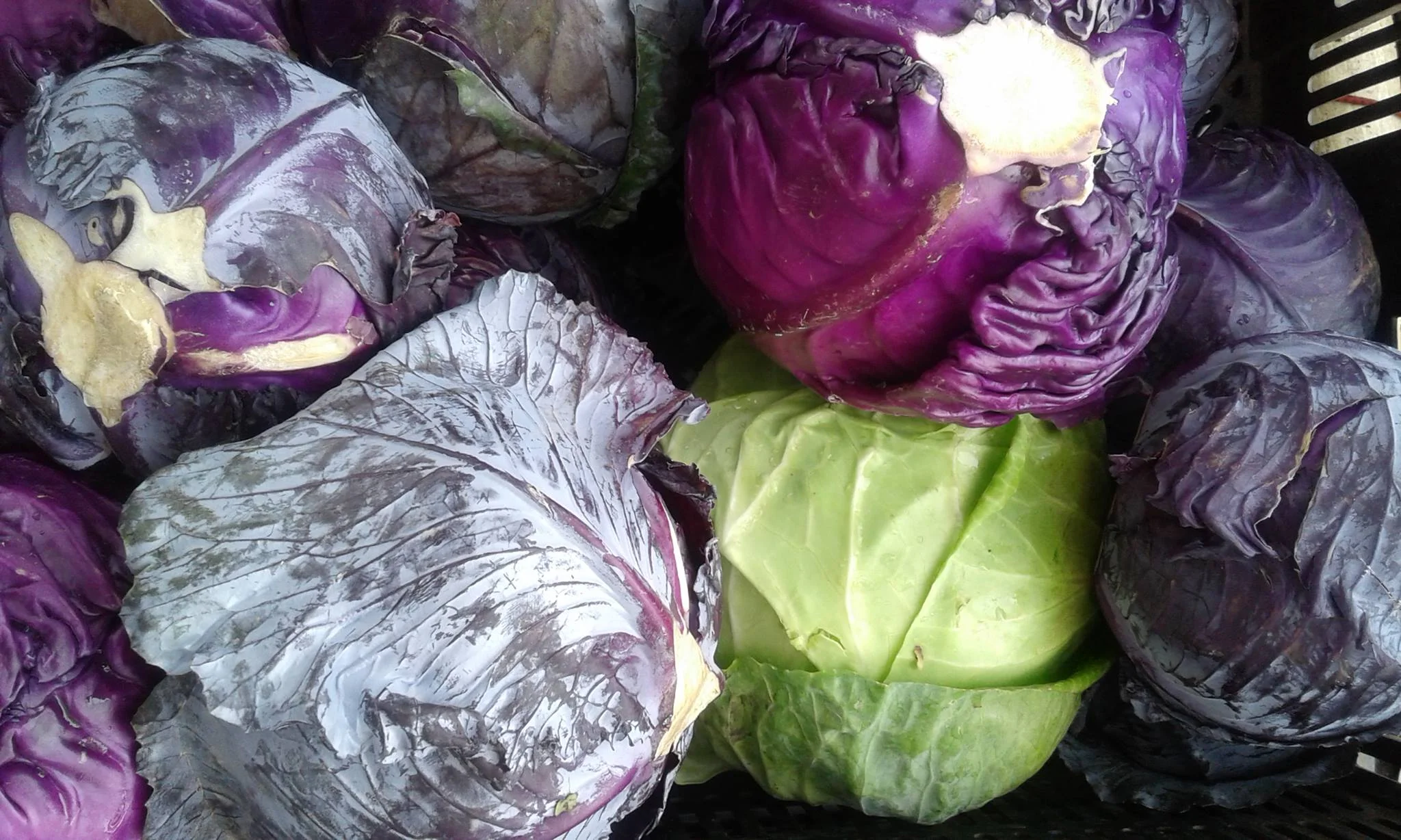 Cabbage (3).jpg