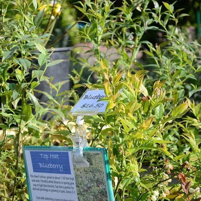 @mountainside_herbal strives to make quality plant starters available for anyone with an interest in growing their own food.

Find them today at our Downtown Hillsboro Saturday Market! Swipe left for the map.

Check out our blog to learn more about @
