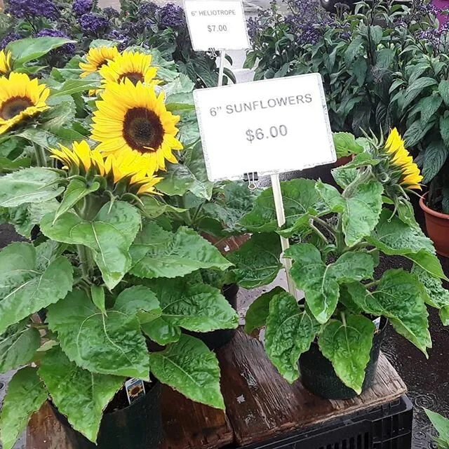Grab your ☂️ to brave the 🌧 and support your 👨🏽&zwj;🌾👩🏻&zwj;🌾! Our Downtown Hillsboro Saturday market is here for you until 1pm today at 1st Ave and Lincoln St.

Be sure to check out our website for full rules before you go.

#hillsboromarkets