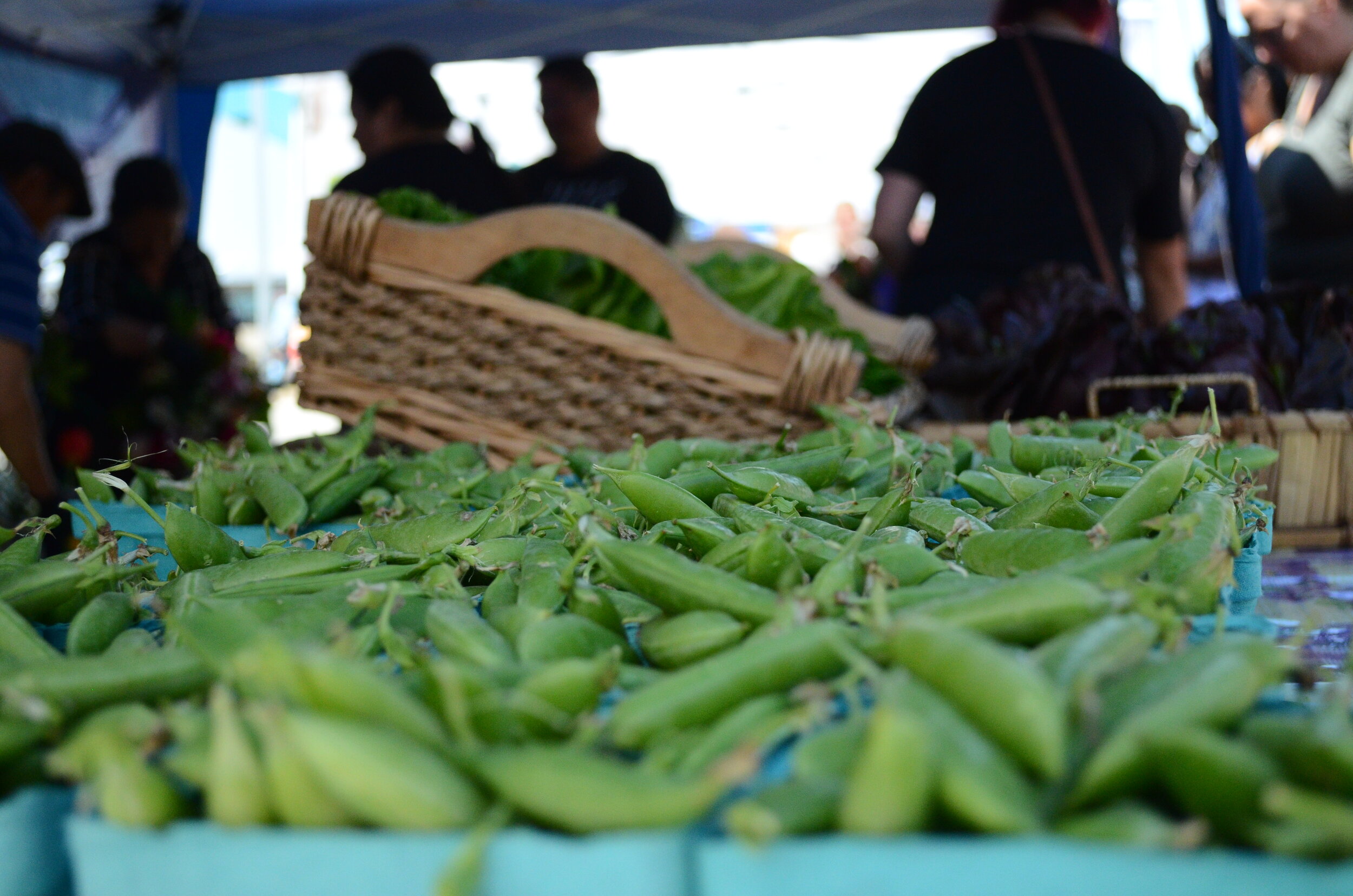 MC Farms_Snap Peas (1).JPG