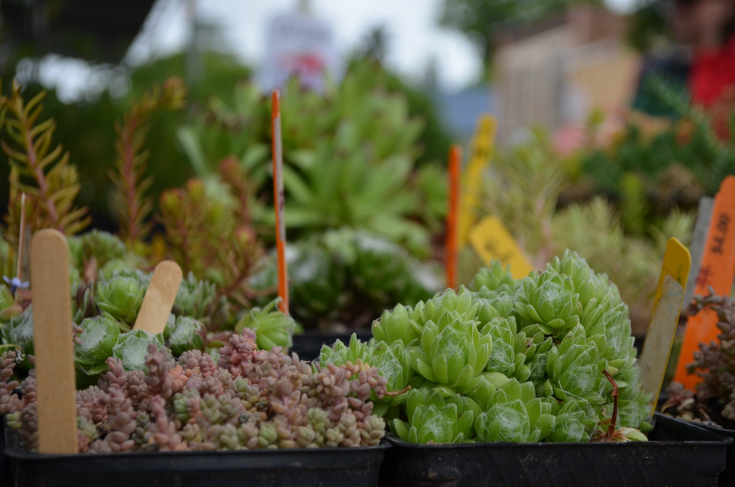 Tualatin Valley Garden Club_Succulents (2).JPG