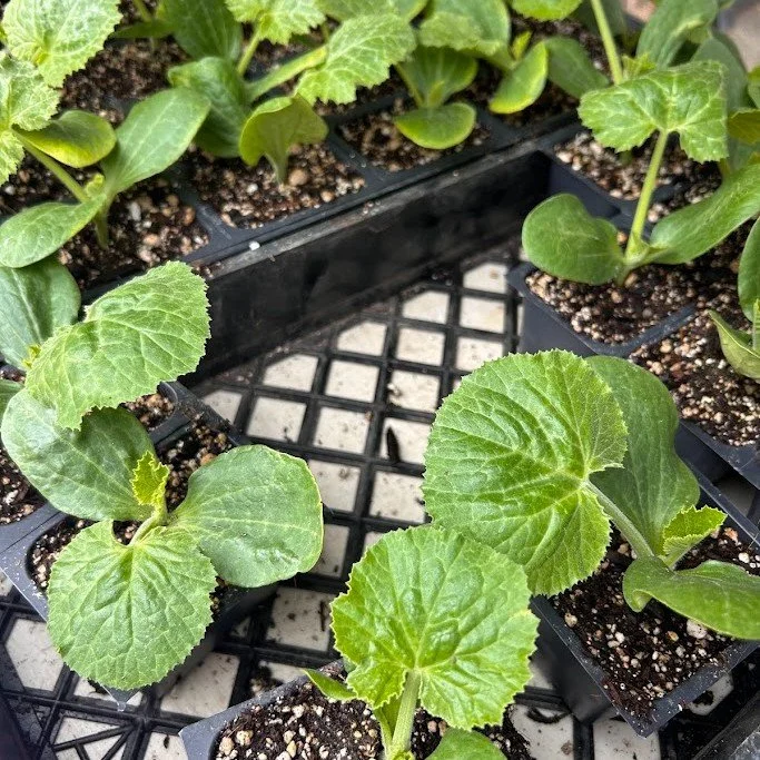 Looking to get your garden started this weekend? 🌿

The farmers' markets are the perfect place to find healthy starts, vibrant flowers, herbs, and veggie plants ready to thrive in your garden! From pollinator-friendly blooms to seasonal produce star