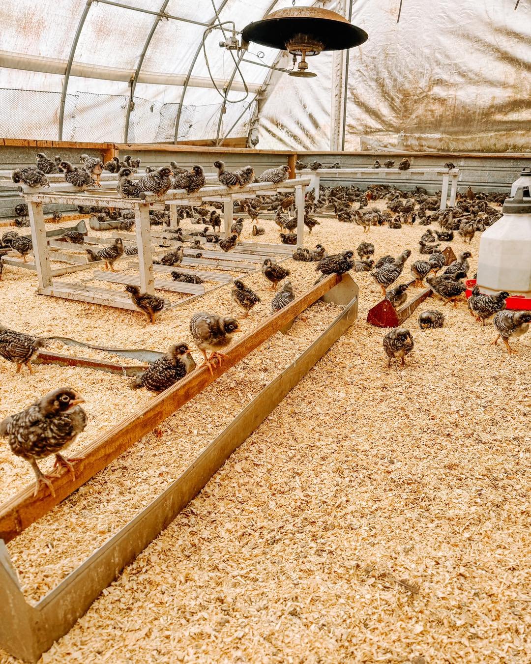 It&rsquo;s farm Friday! Our Barred Rock and Brown Leghorn laying chicks are about 4 weeks old. They stay in the brooder where it&rsquo;s nice and warm until they&rsquo;re big enough to thrive out in the pasture. They&rsquo;re then moved out to the fi