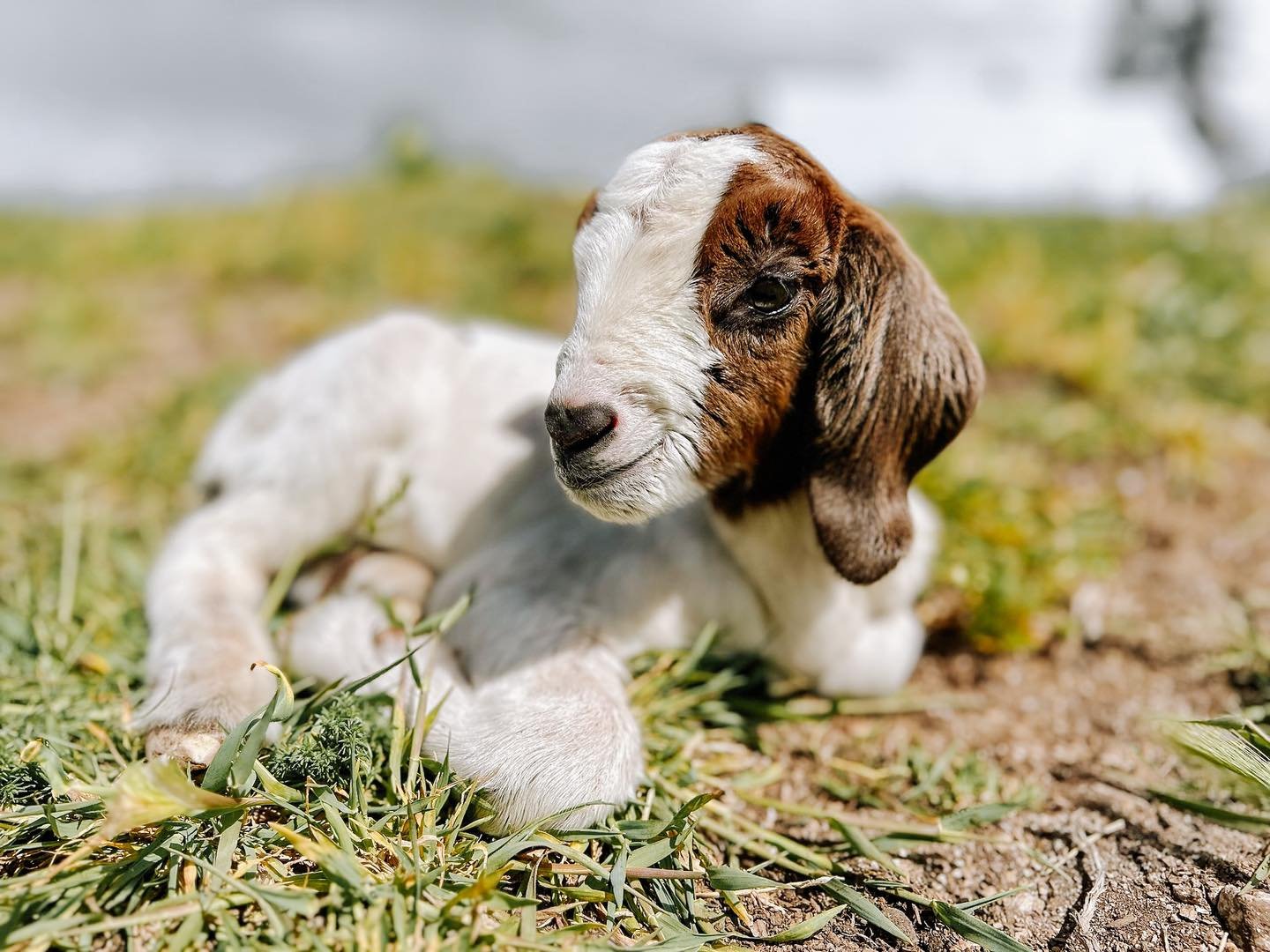 There&rsquo;s a lot of cuteness at the ranch right now- it&rsquo;s baby goat season! This little one is now 4 days old! 🐐🥰

#liferestoration #workingranch #nonprofit #RocksideRanch