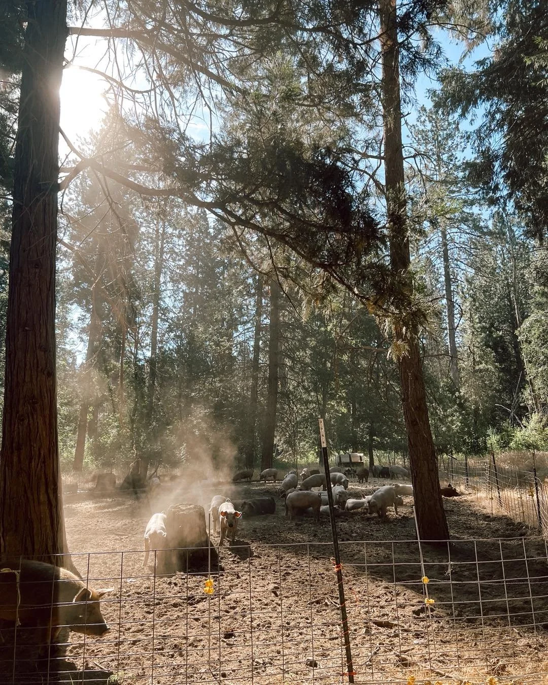Swipe to see before!! 

Our pigs are real life fire protectors! Clearing brush, turning up soil, and protecting our woods 🐖

#liferestoration #workingranch #nonprofit #RocksideRanch