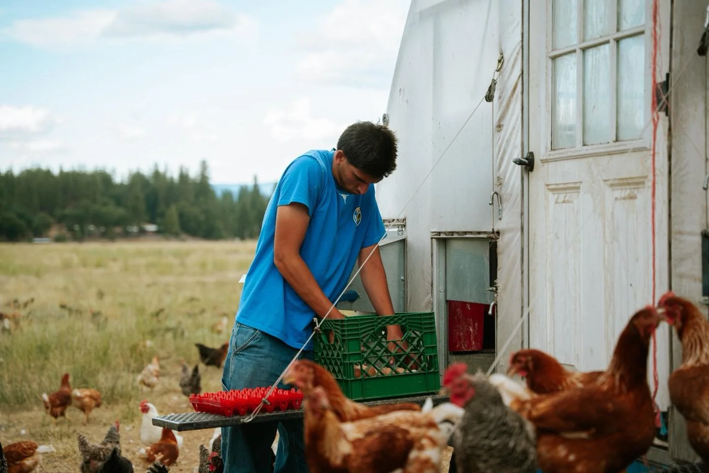 Collecting eggs are part of chores that make up the daily rhythms of ranch life! They&rsquo;re then washed and packaged before making it into your hands! 🥚🍳👏🏼

#liferestoration #workingranch #nonprofit #RocksideRanch