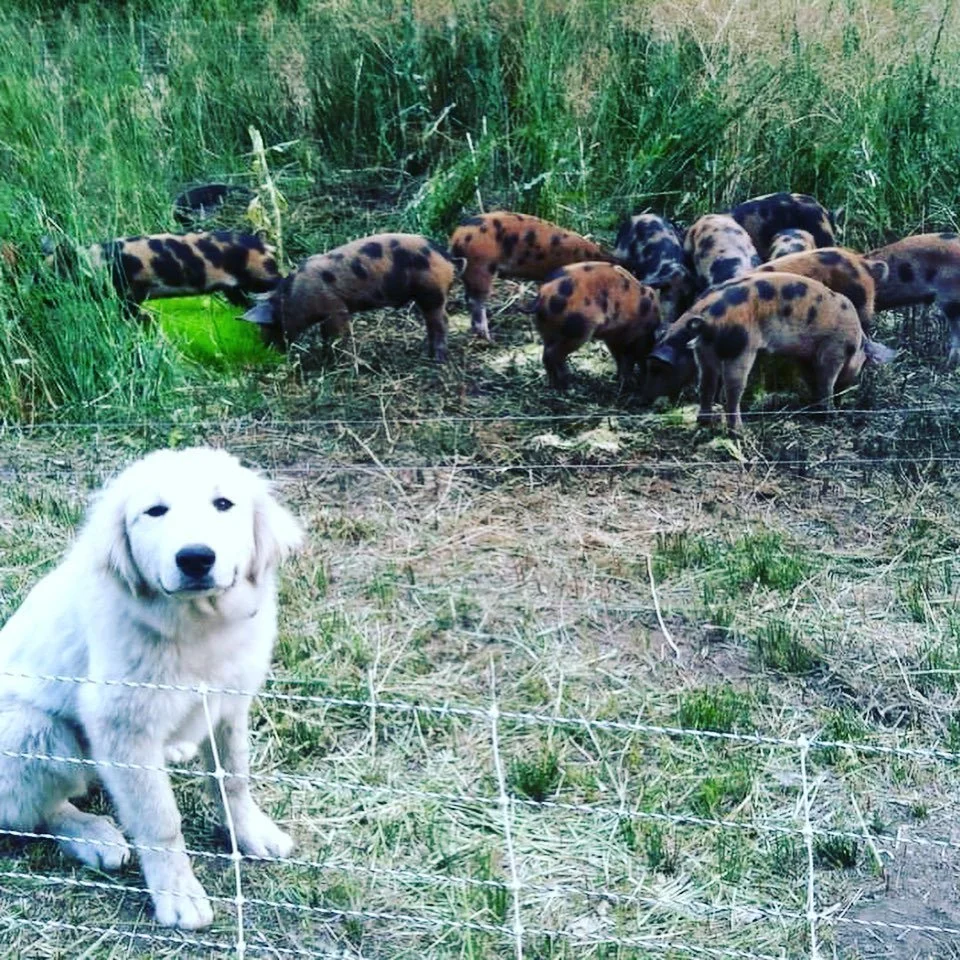 Remember when...
Indy the Great Pyrenees Livestock Guardian dog held down the fort at Rockside Etna?! Indy was the sweetest, most gentle and loving Great Pyrenees. She was famous for wanting to sleep on front porches, not usually with the chickens, b