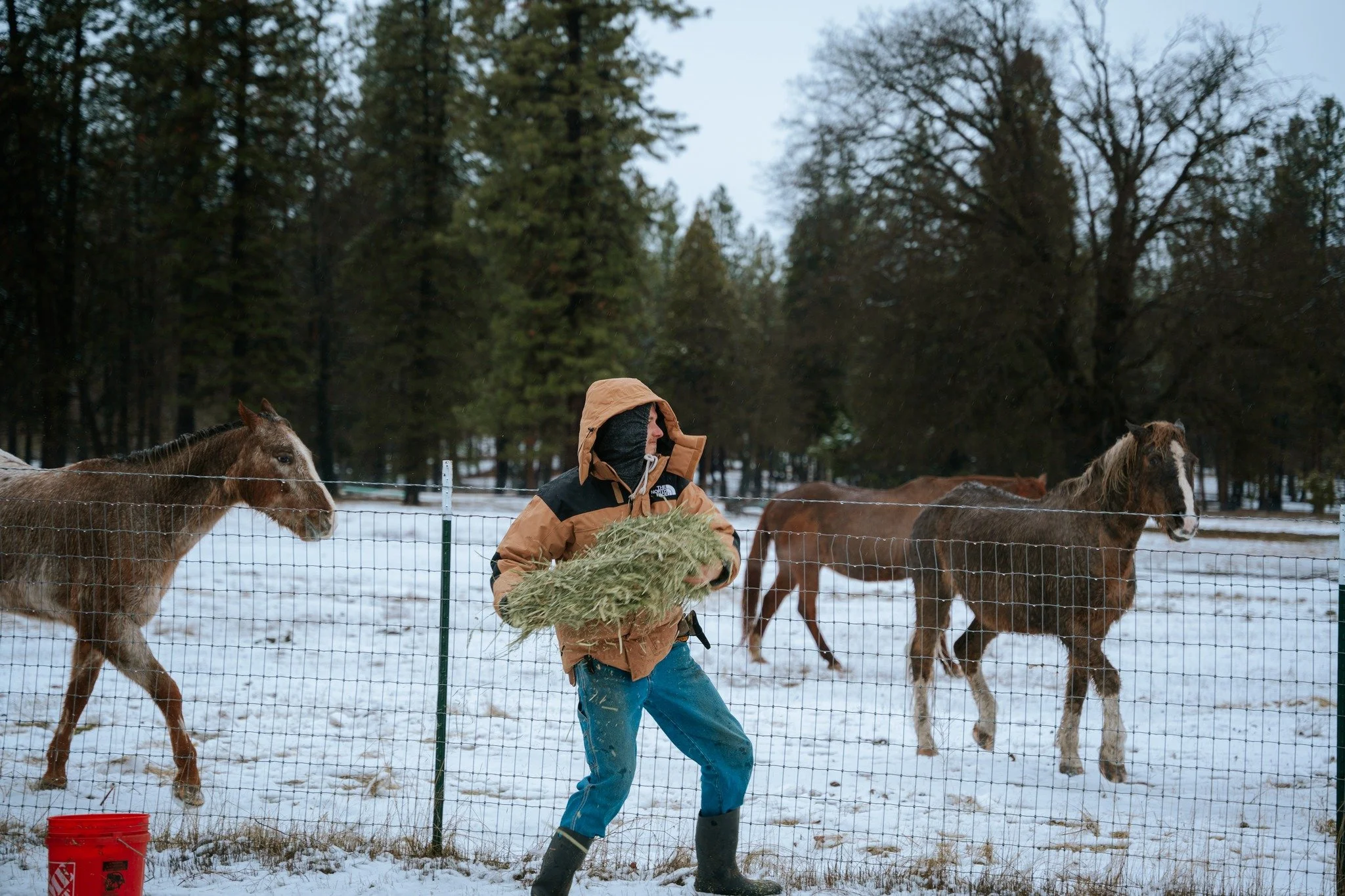 Action shot! 📸

Every morning and evening chores students throw hay to the horses that we board for Kidder Creek Camp over the winter. Life restoration in motion! 🌾🐎

#rocksideranch #liferestoration #hardwork