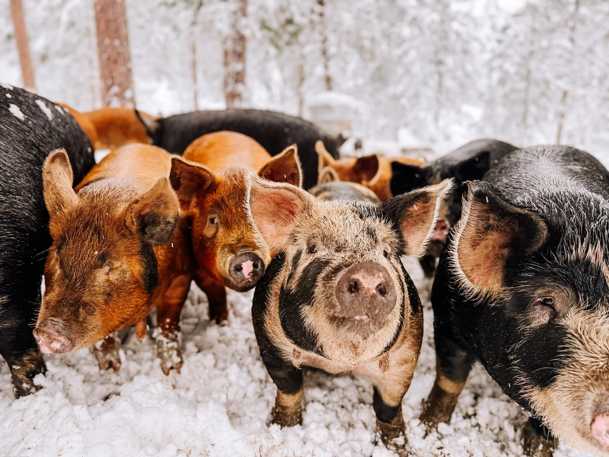 Winter may be chilly, but the pigs don&rsquo;t seem to mind! Cozy beds, good feed, and plenty of fresh air keep our herd happy all season long. 🐽 🌨️ 🐖

#liferestoration #workingranch #nonprofit #RocksideRanch