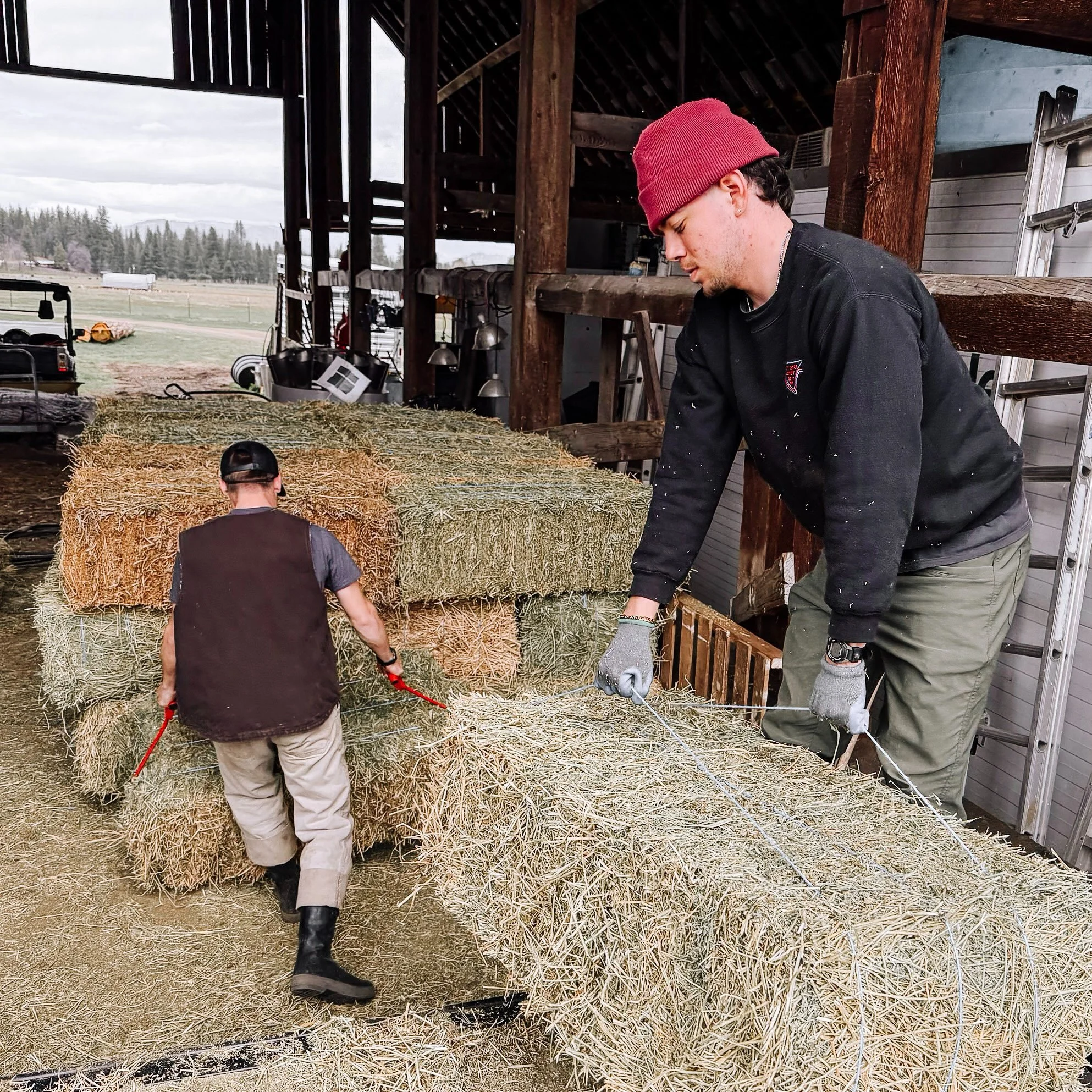 The students worked side by side unloading bales and stacking them high in the barn&mdash;hard work, plenty of laughs, and another job done together. 🌾💪

#liferestoration #workingranch #nonprofit #RocksideRanch