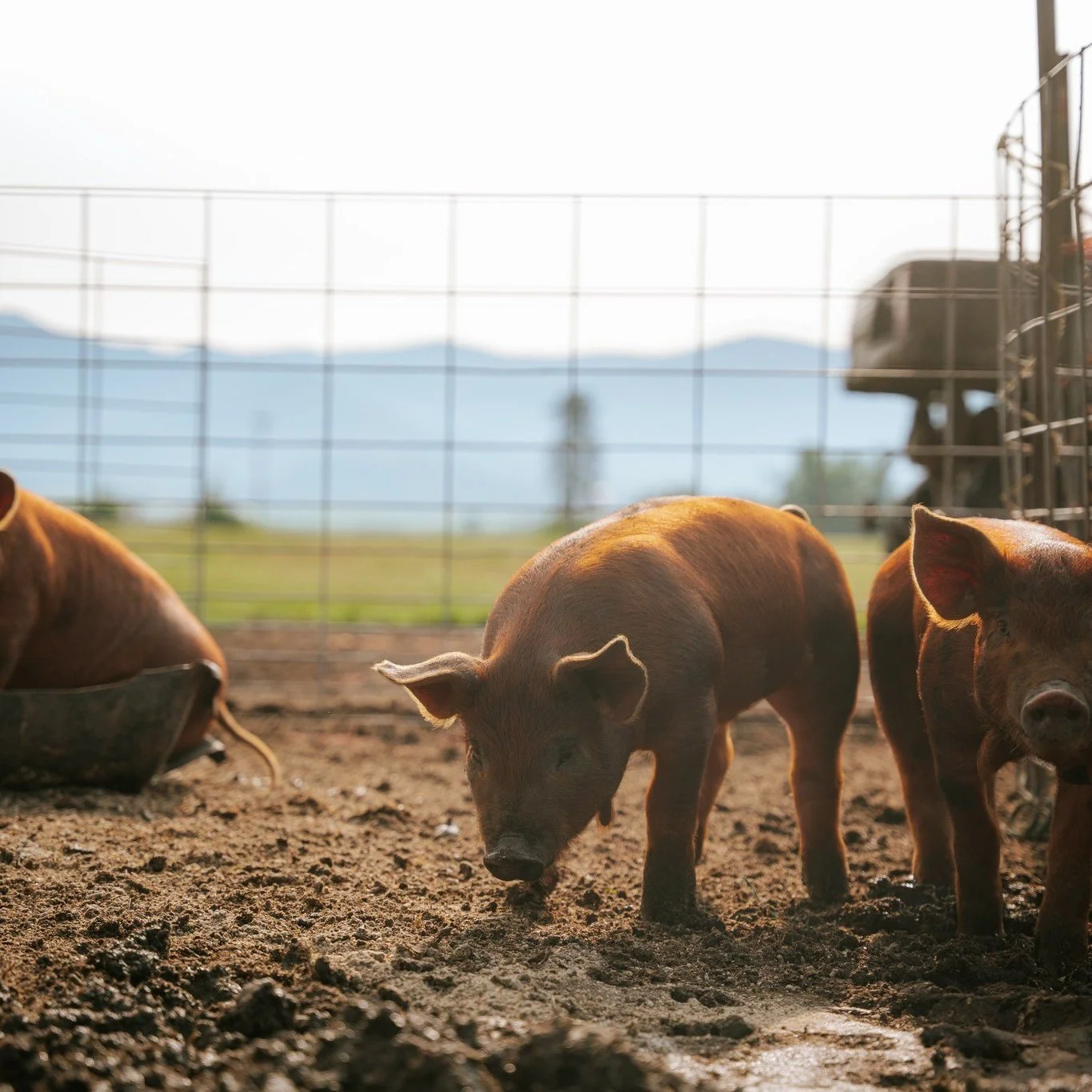 Say hi to some of the fresh faces on the ranch! 🐷🐐

#RocksideRanch #Outdoors #Nonprofit