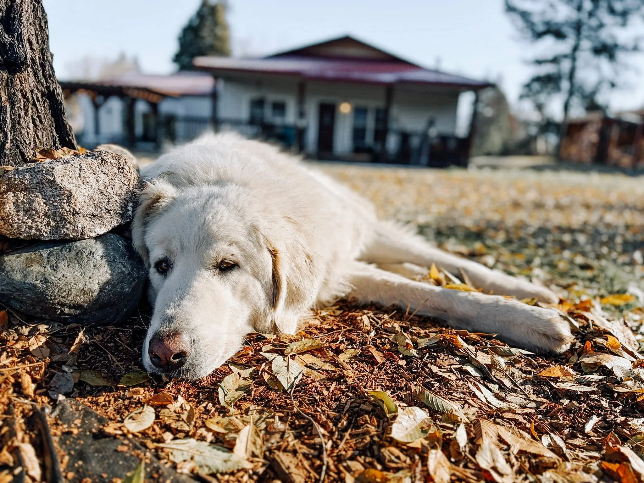 Meet Chip &amp; Loyal 🐾🤍

Two of our ranch dogs who are always close by&mdash;whether it&rsquo;s chores, projects, or just a walk around the property. Loyal lives up to his name, and Chip keeps things fun&hellip; both are a big part of life here at