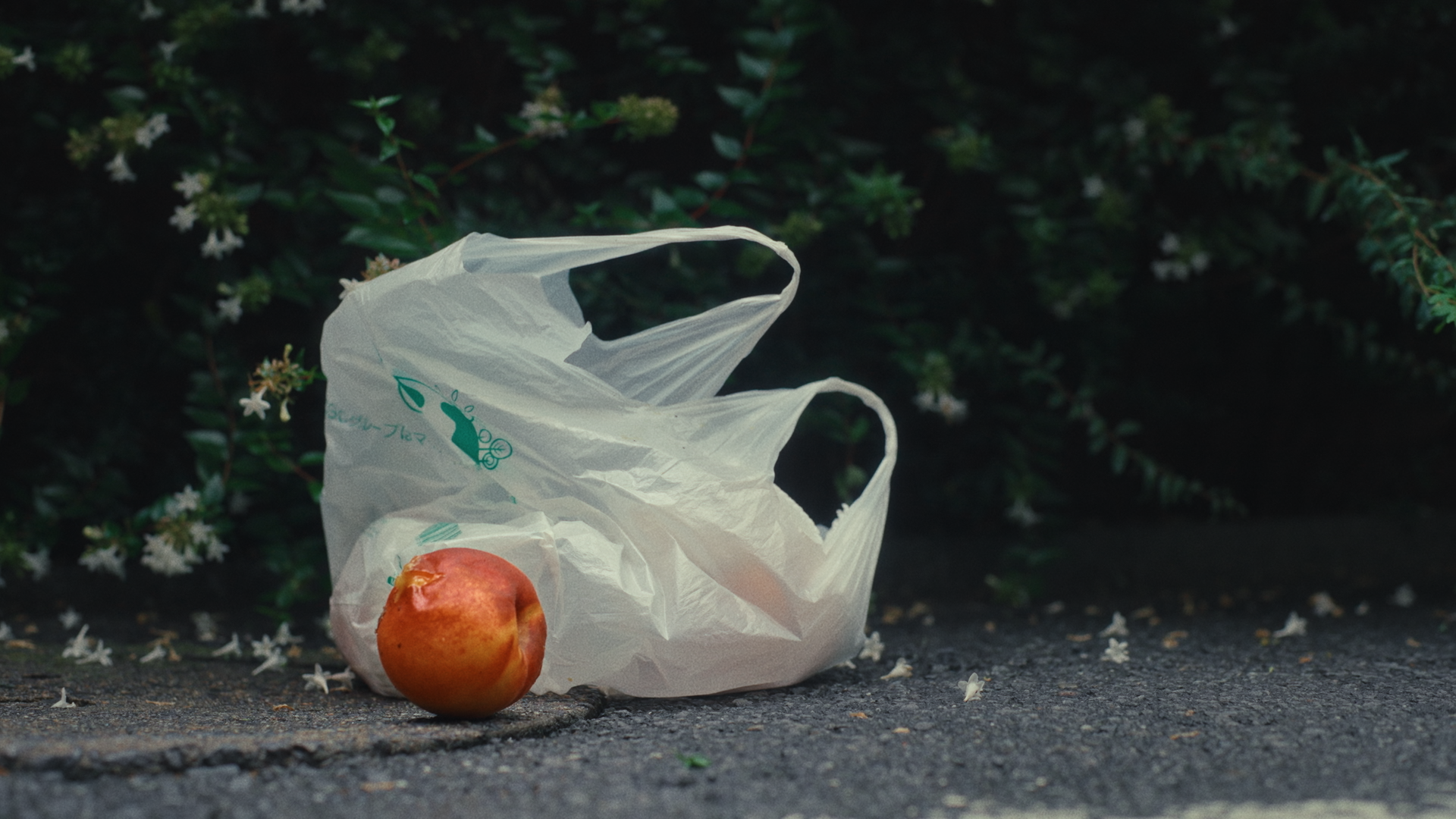 PEACH_CC_251210_422HQ_4K.mov.01_00_37_05.Still002.png