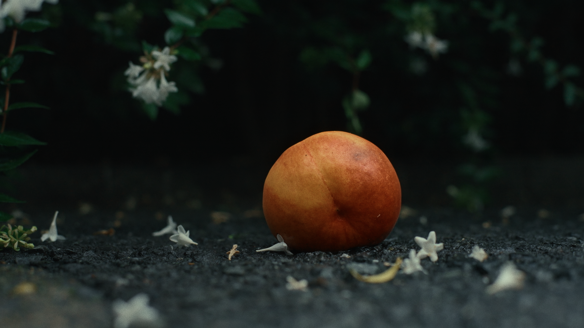 PEACH_CC_251210_422HQ_4K.mov.01_04_00_06.Still008.png