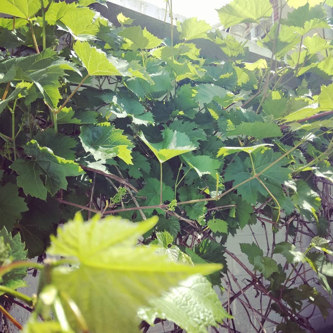 It makes me happy that the leaves on this vine planted by my mum in memory of her mum can now be made into koubebia, my favourite thing to make, share and eat. I wish I could say that my daughter loves eating koubebia too, that would be a wonderful l