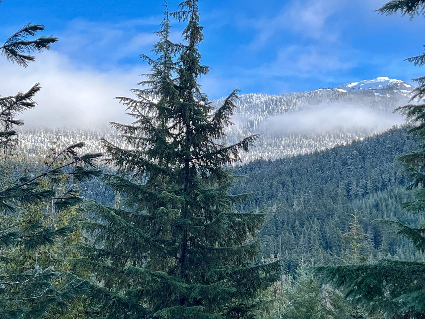 While on a hike in Whistler, I thought about trees. They are a constant source of lessons about life. Their stories of rooting, strength, and resilience in the face of trauma, as well as their ability to adapt and regenerate, remind us of the power o