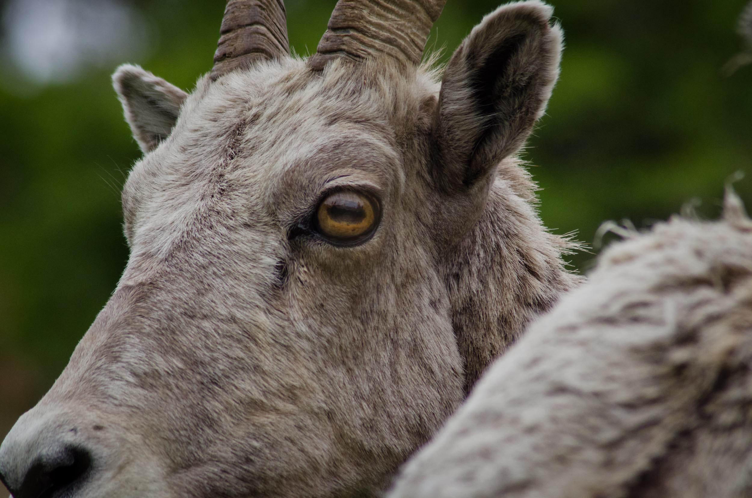 Bighorn