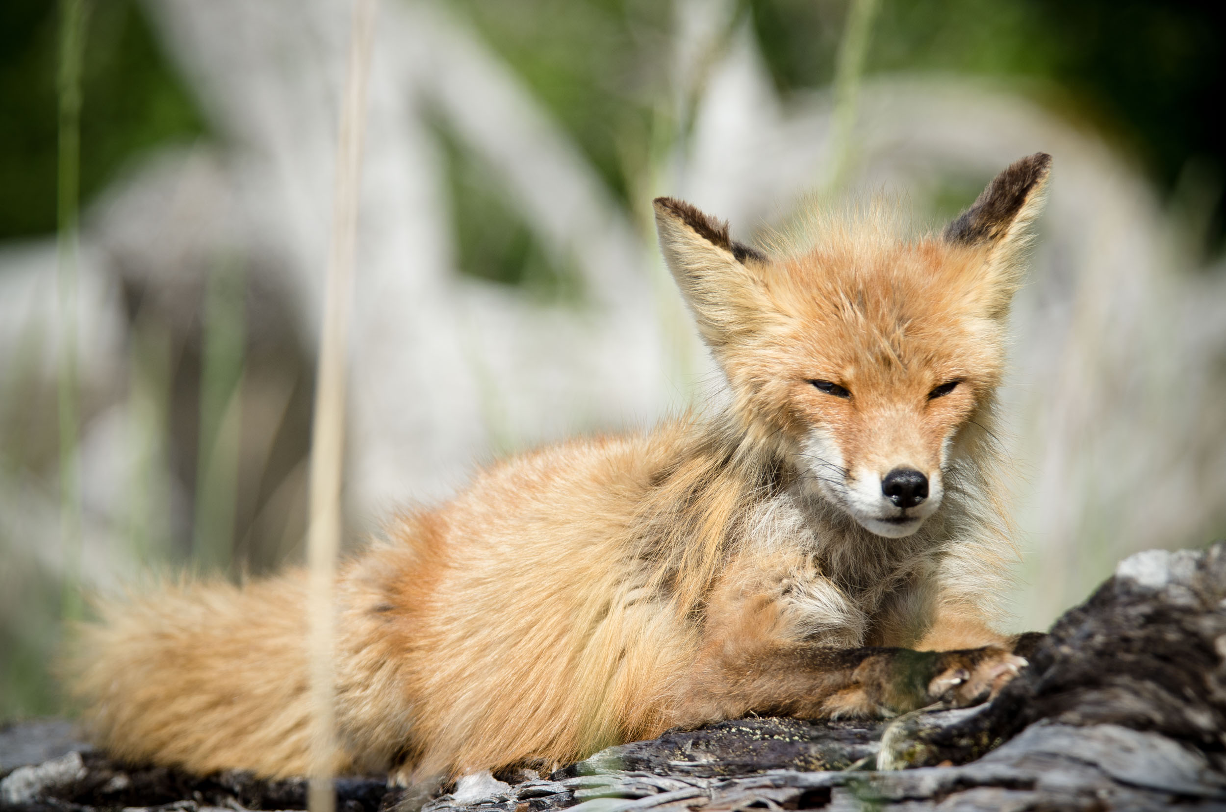 Lounging Fox in Alaska
