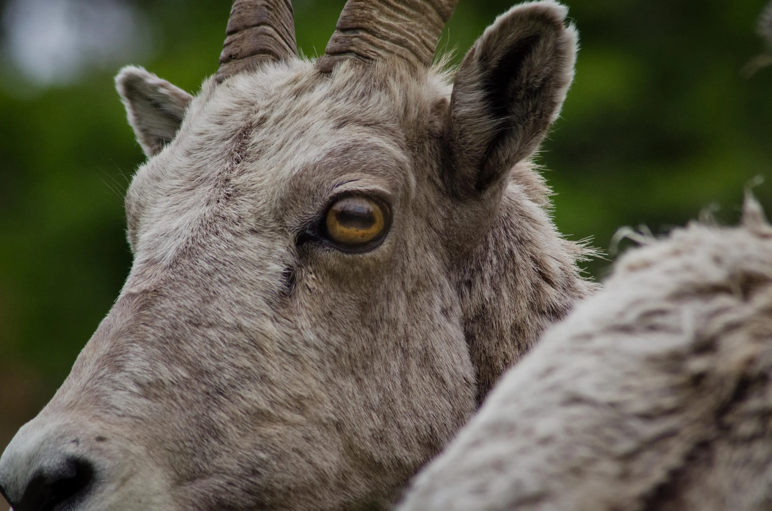Bighorn