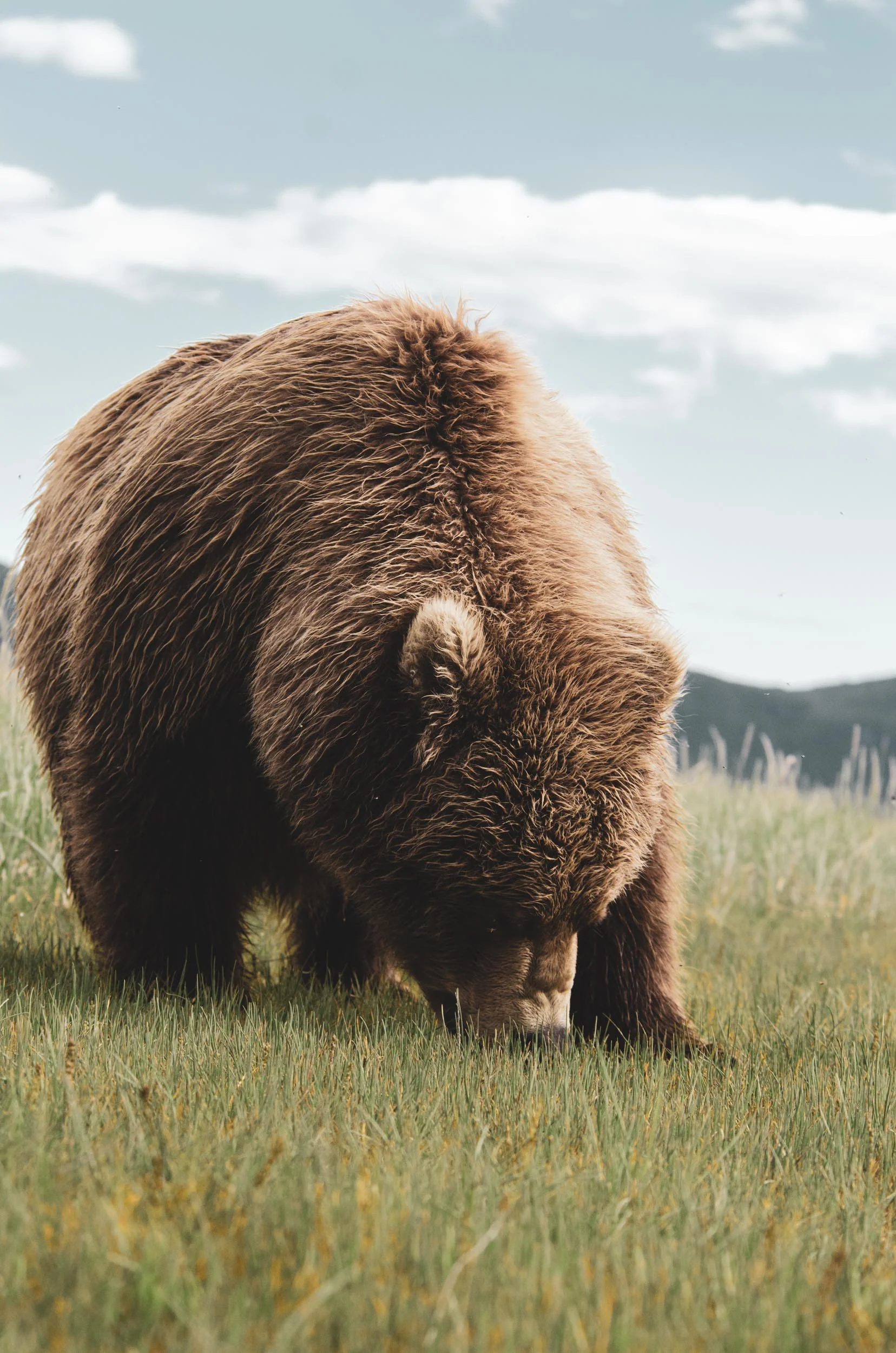 Grizzly eating In Alaska