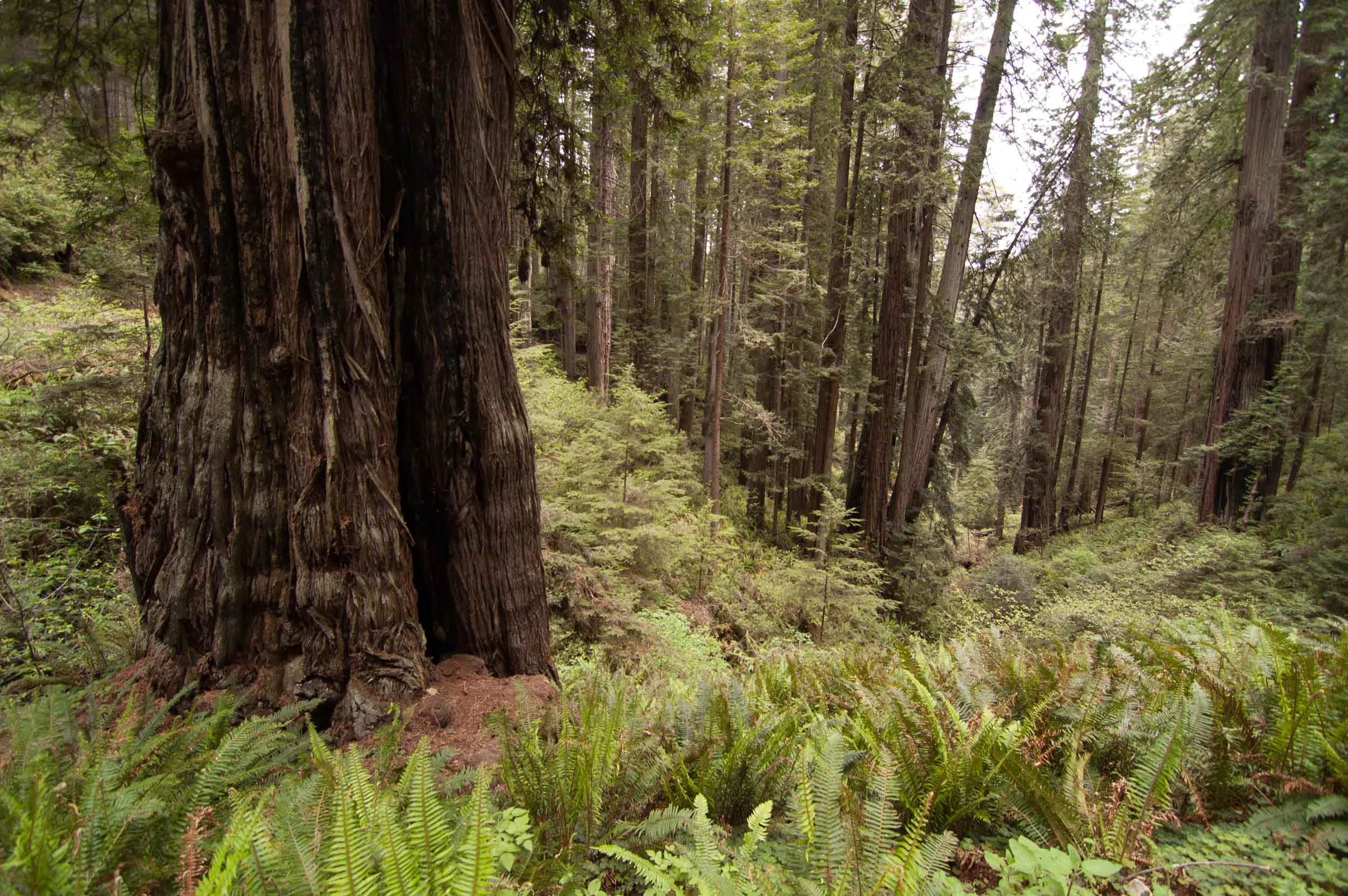 Redwood National Park