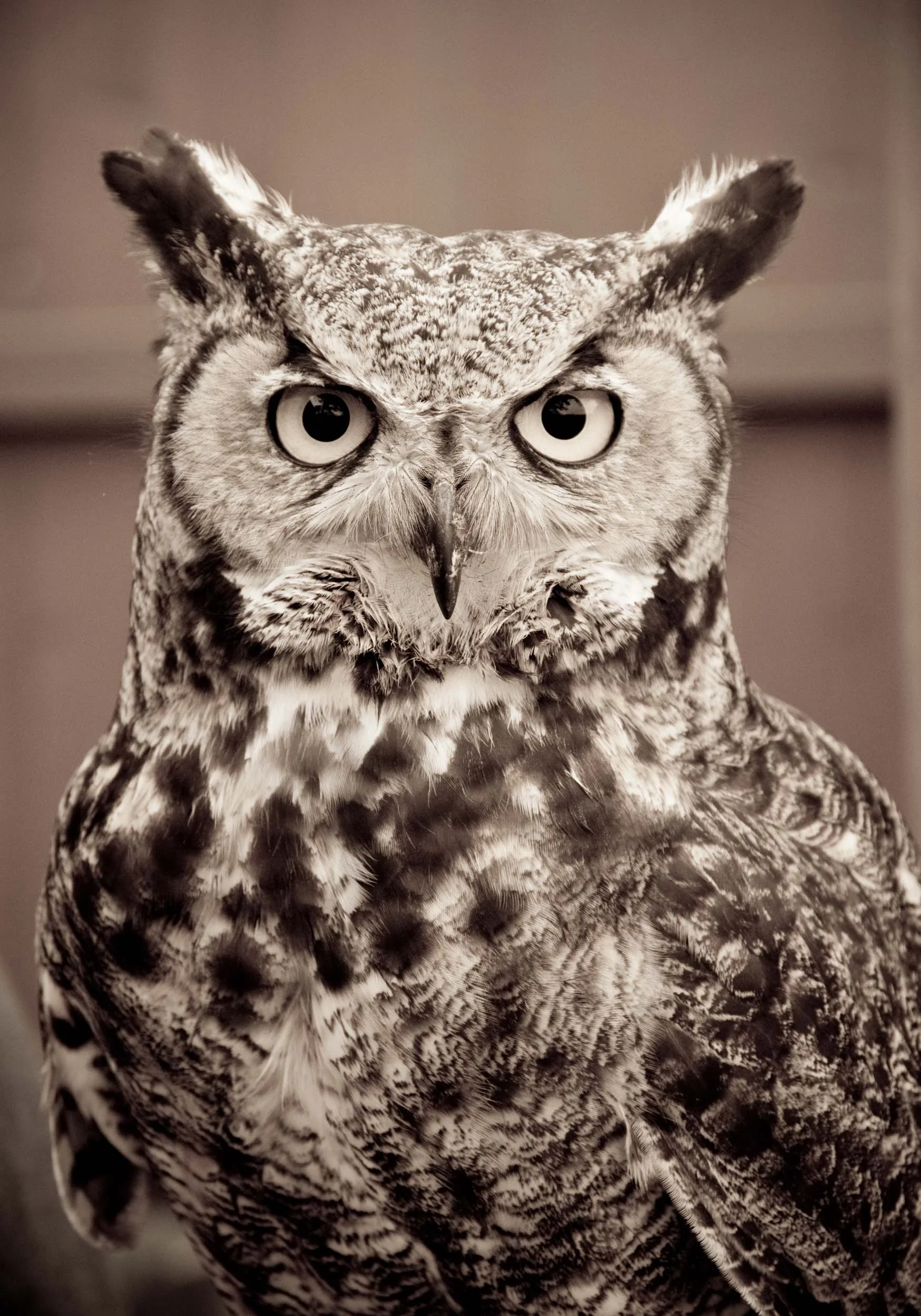 The Eyes Have It
