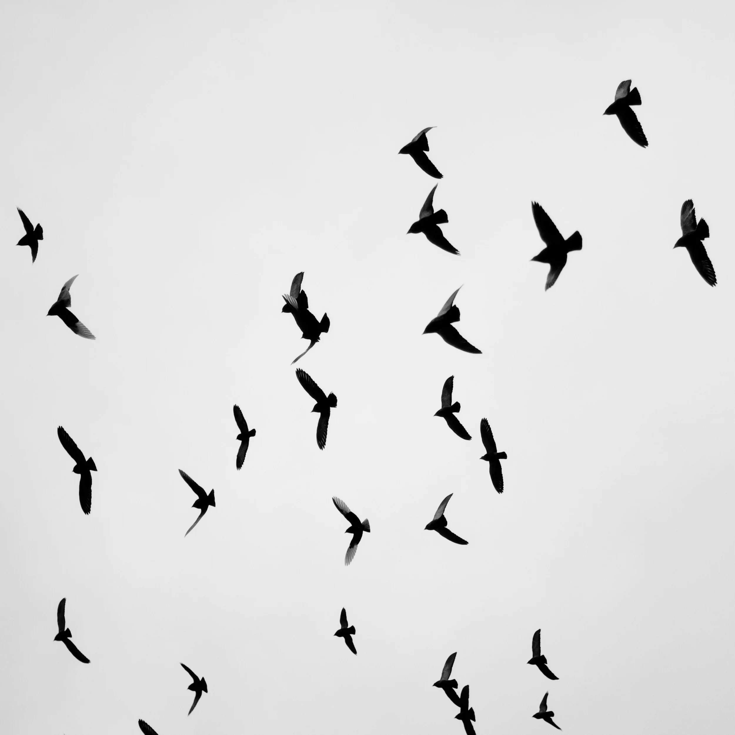 Birds
