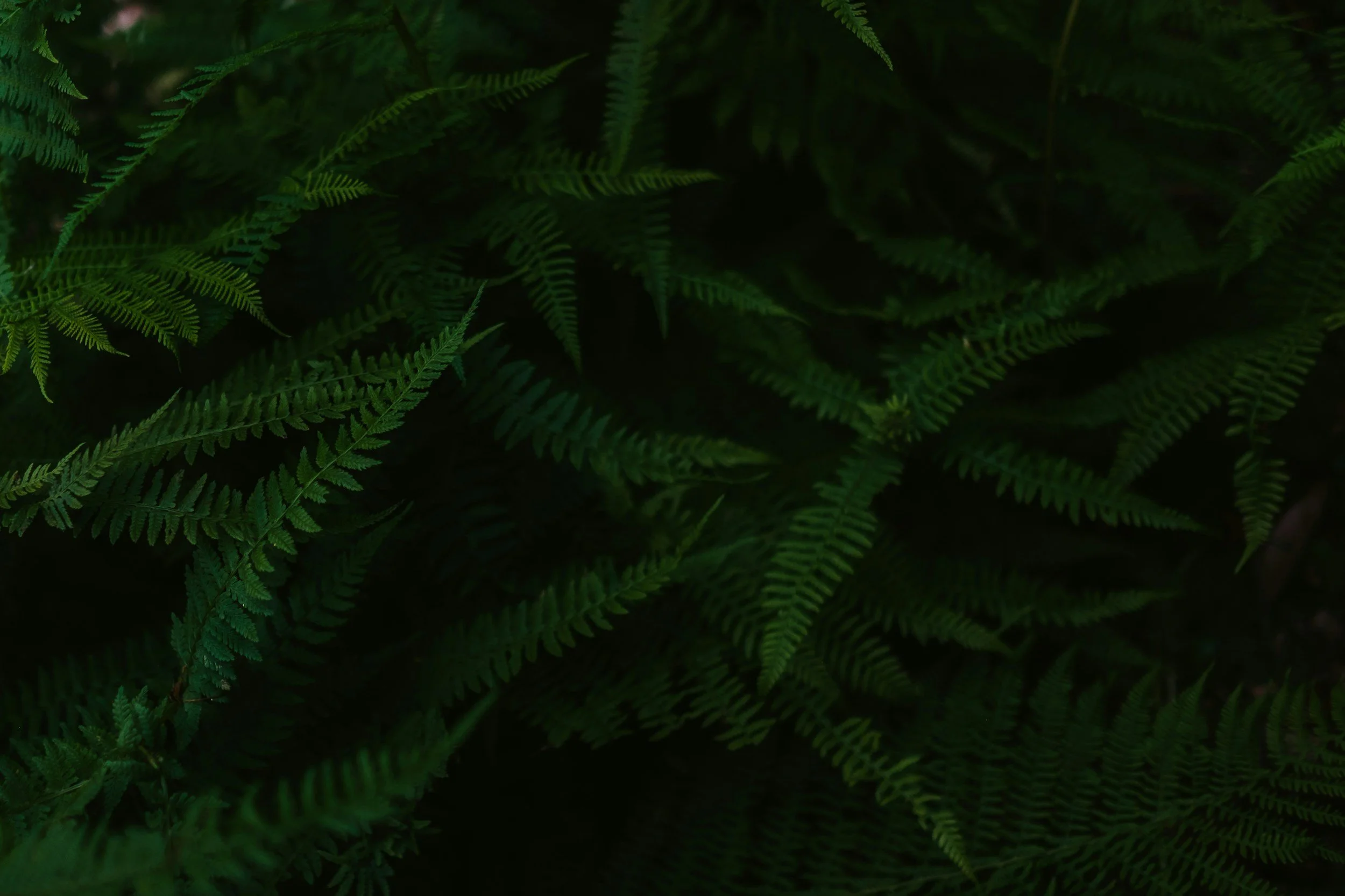 unsplash-image-0aF_vV0xgQk.jpg