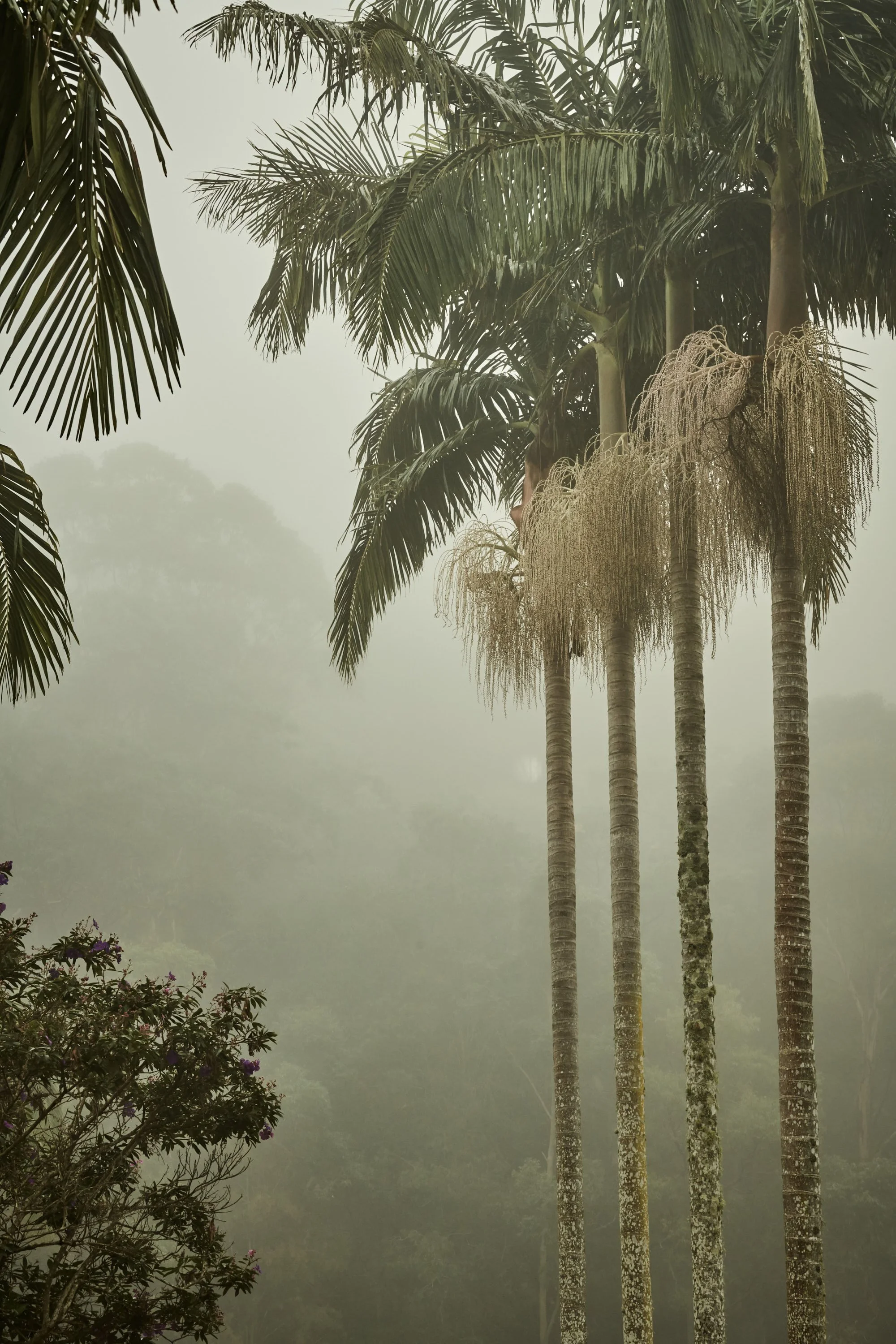 palm trees in fog. spa, yoga, retreat environment
