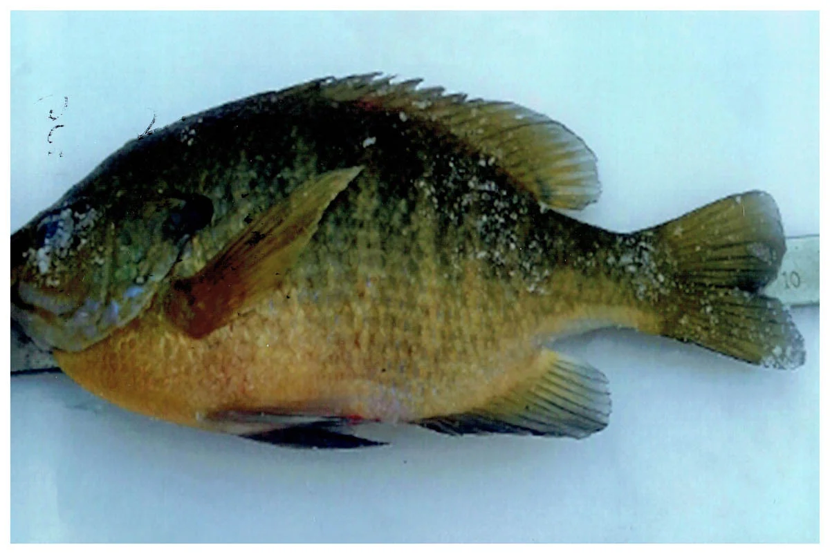 Greg Zimmer; West Bend, WI - 9 ⅞” Bluegill on a Washington County Lake using a Mayfly Nymph