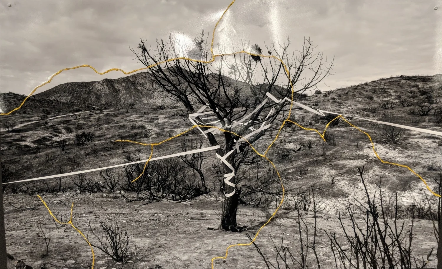 Celebrating Damage Through Artistic Collaboration