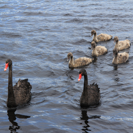 Black Swan Family 2.jpg