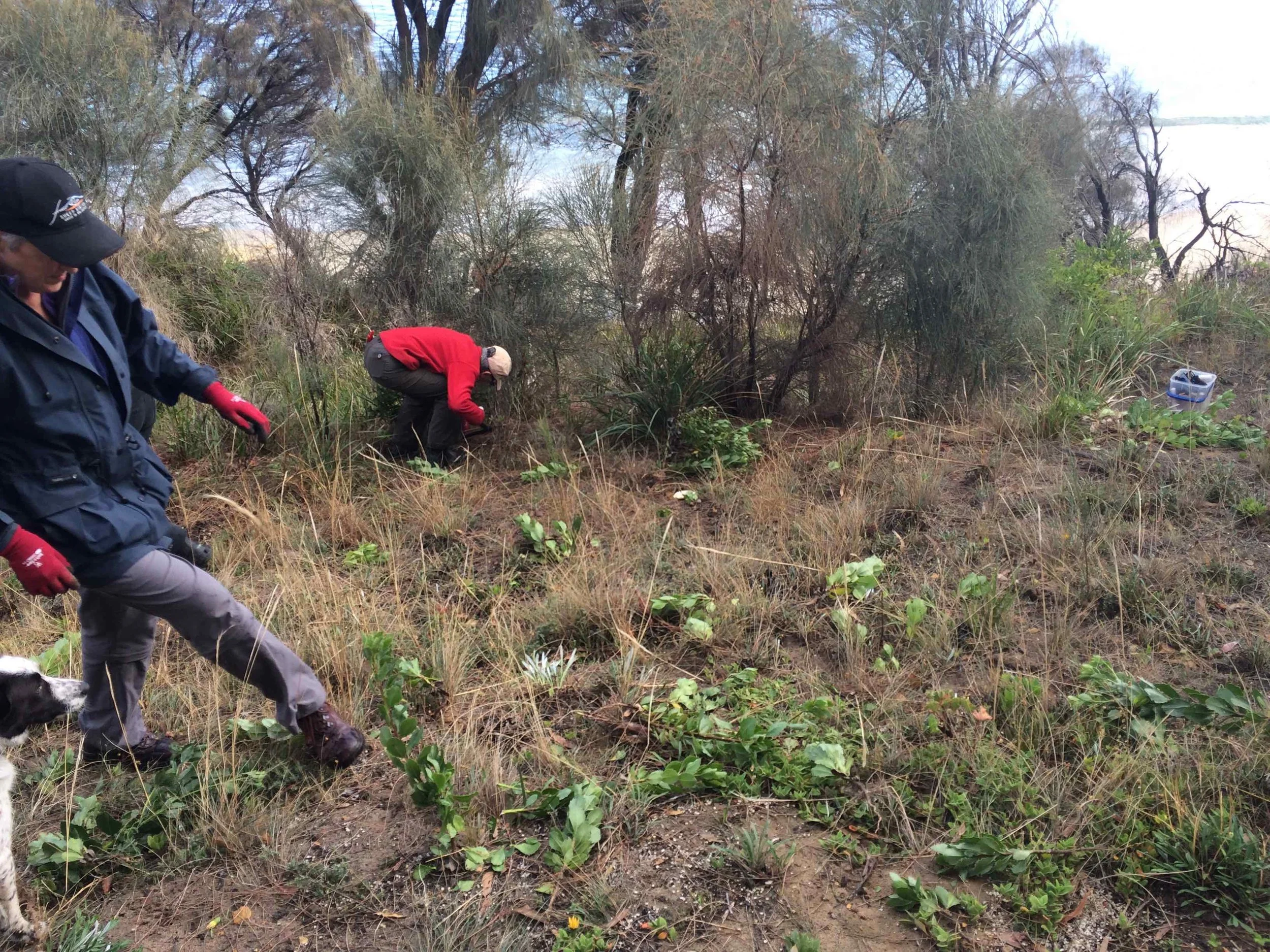 boneseed removal.jpg