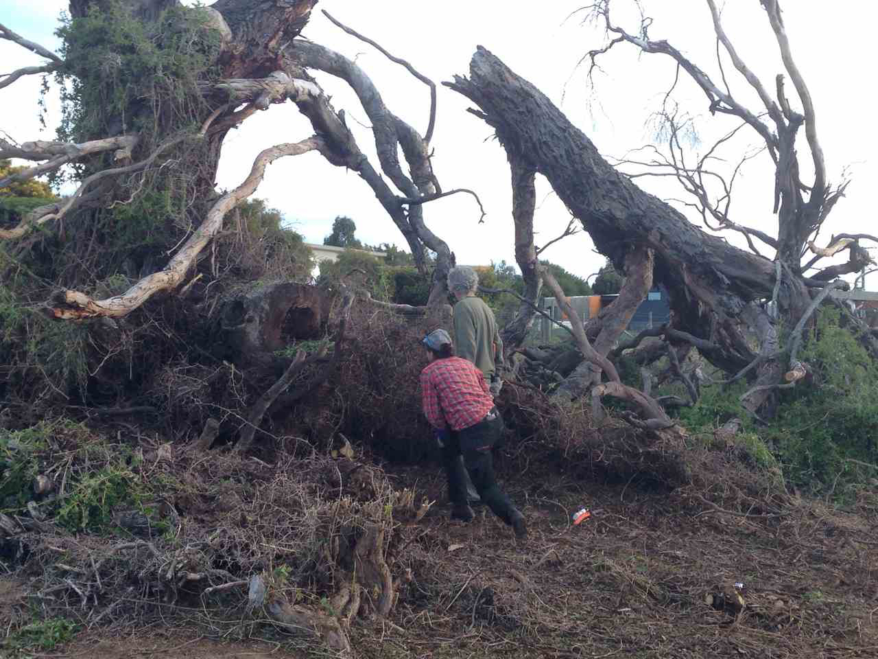 big boxthorn _removing.jpg