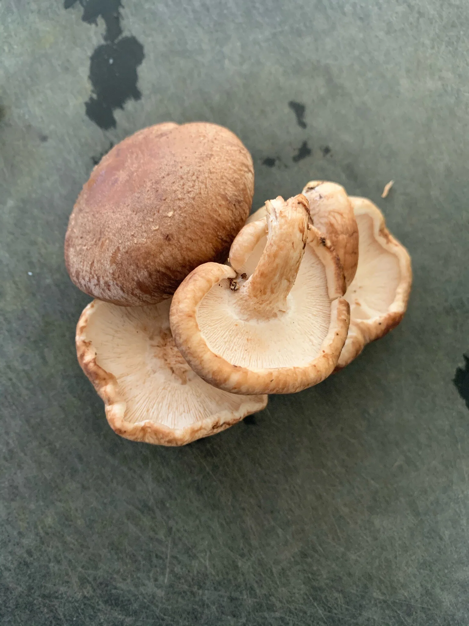 postpartum meal prepping 