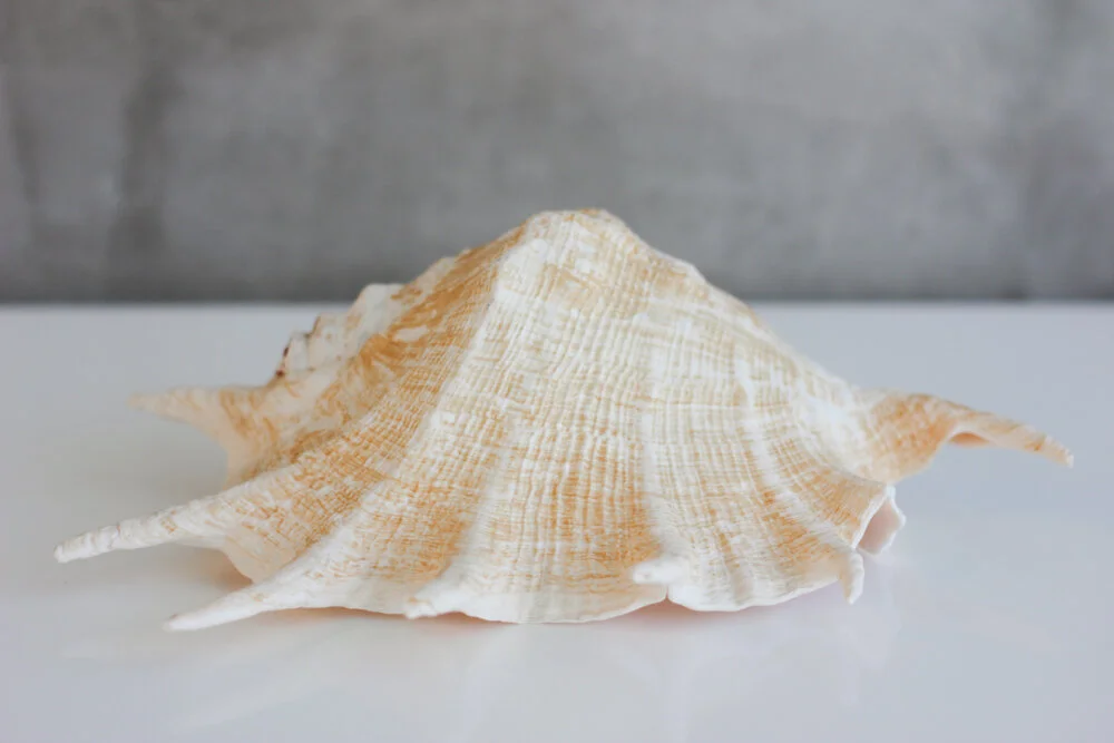 Pretty_Willow_Prop_Hire_Perth_DECOR_Details_Spider_Conch_Shell.jpg