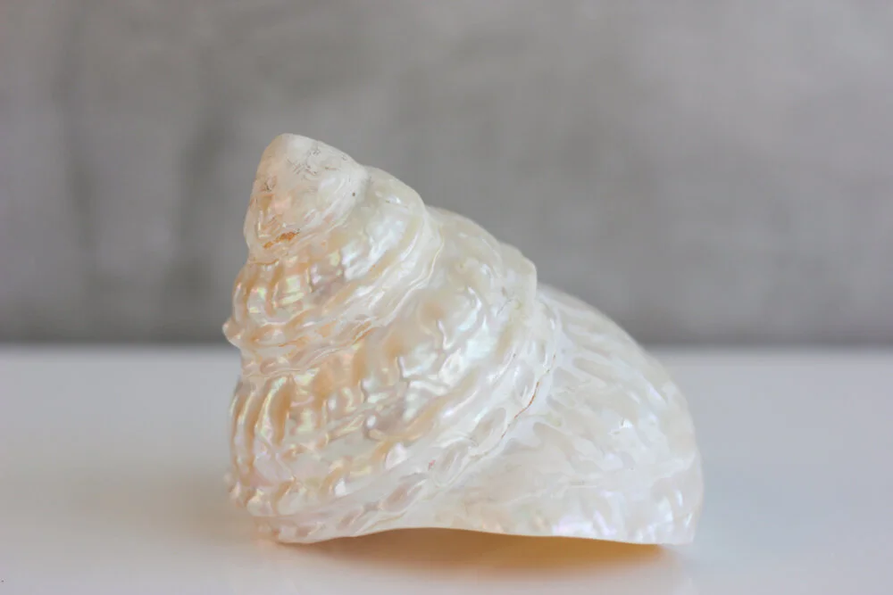 Trocha Shell
